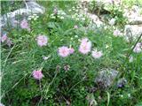 Montpellierski klinček (Dianthus monspessulanus)